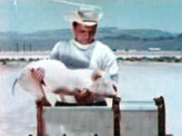 Priscilla pigs video