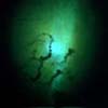 Starfish Prime